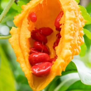 Cerasse Seeds