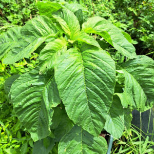 Green Calaloo/Amaranth