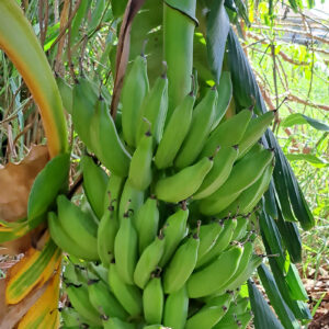 Green banana
