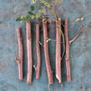 Moringa Plants