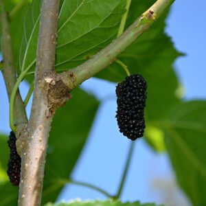 "Mulberry Cuttings" 4 pieces