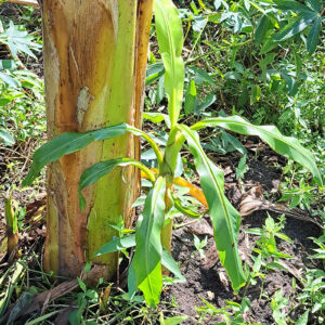 Plantain Pup/Sucker