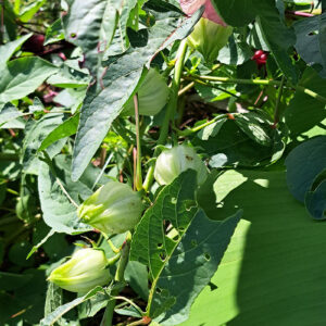 "White Roselle/Sorrel seeds" (12)