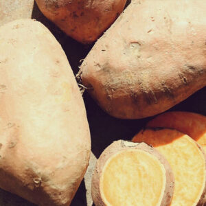 Japanese yellow sweet potato cuttings for planting