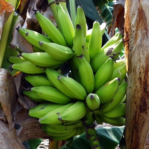 Green-Plantain