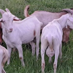 New Zealand Kiko Bucks for meat or breeding
