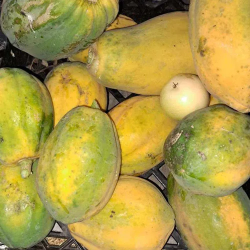 papaya